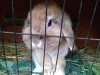 hinter Gittern! etwa unschuldig?