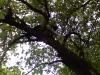 Katze aufm Baum