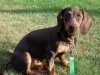 der kleine (3 Monate alte) Hund meiner Cousine