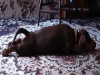 Der lange Hund