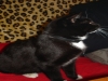 Katzenwesen